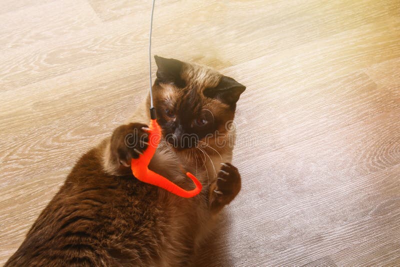 El gato siamés o tailandés juega con un juguete Un gato discapacitado muerde y rasguña un juguete Tres patas, ningún miembro imágenes de archivo libres de regalías El gato siamés o tailandés juega con un juguete Un gato discapacitado muerde y rasguña un juguete Tres patas, ningún miembro imágenes de archivo libres de regalías
