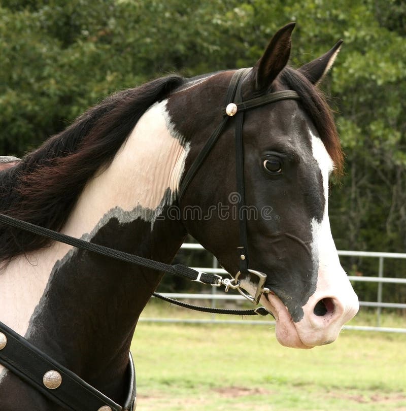 Pinto half-arabian gelding. Pinto half-arabian gelding