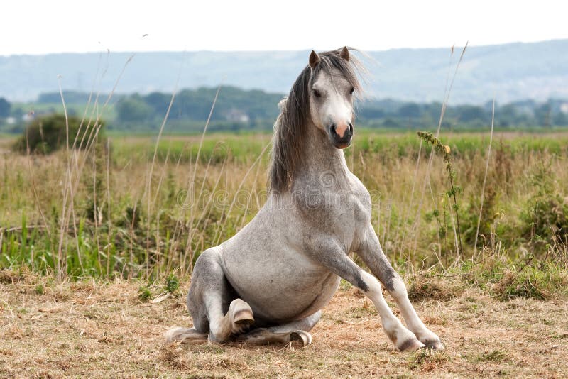 Grey horse getting up from a roll on his back. Grey horse getting up from a roll on his back