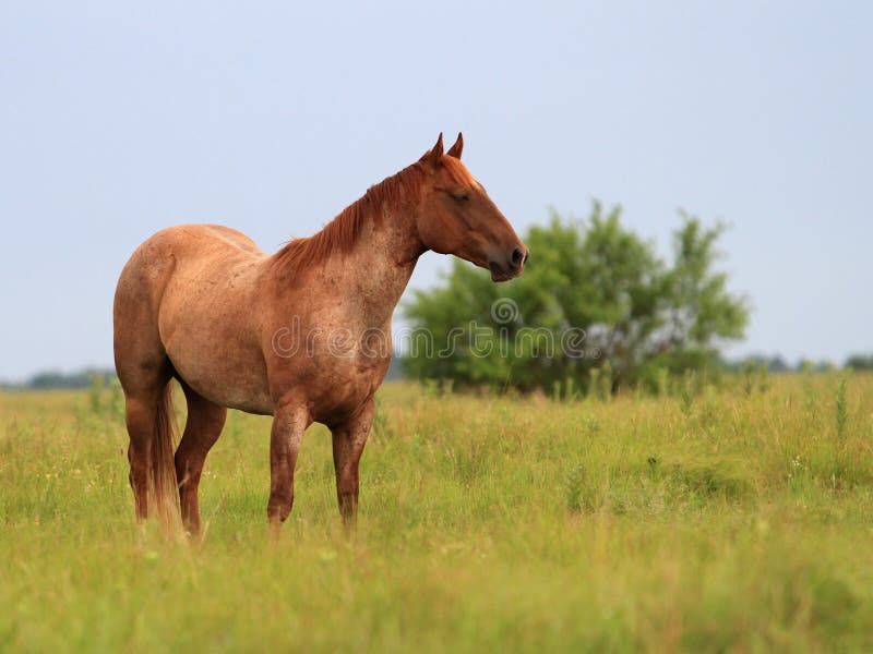 A red roan Quarter Horse gelding standing in a lush green pasture. A red roan Quarter Horse gelding standing in a lush green pasture.