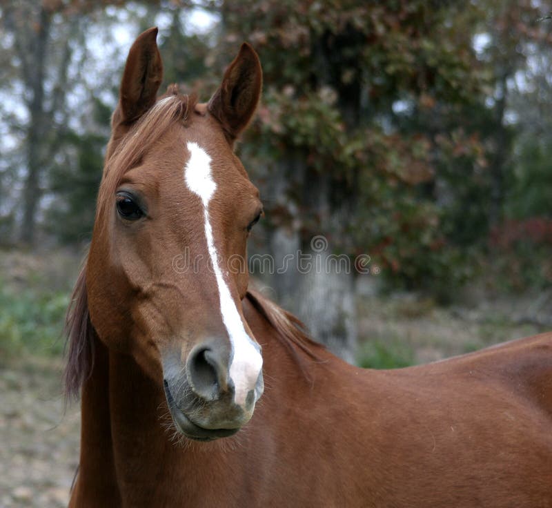 Head shot of chestnut arabian gelding. Head shot of chestnut arabian gelding