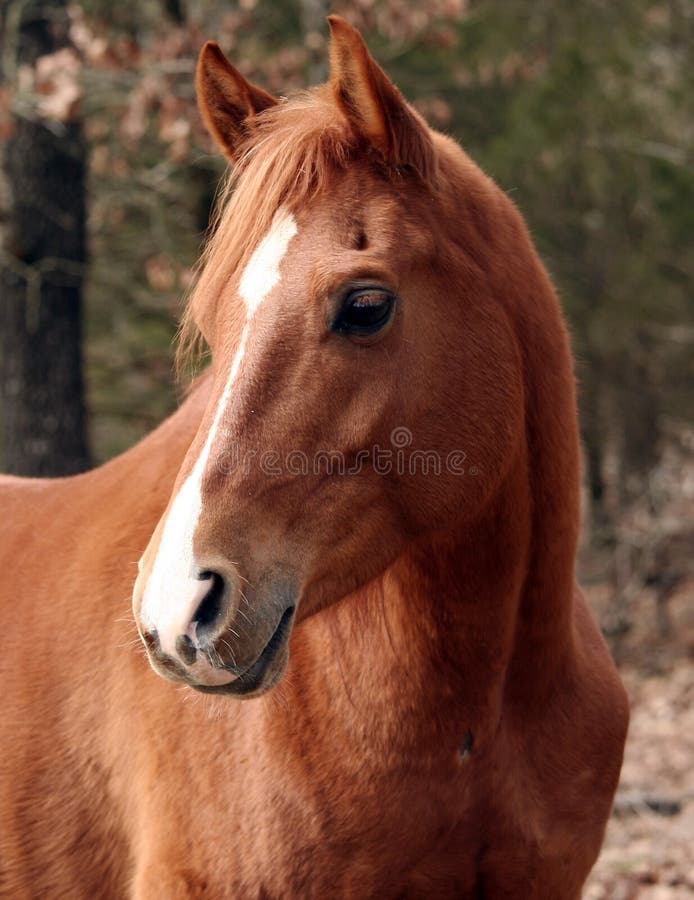 Chestnut arabian gelding looking back over his shoulder. Chestnut arabian gelding looking back over his shoulder