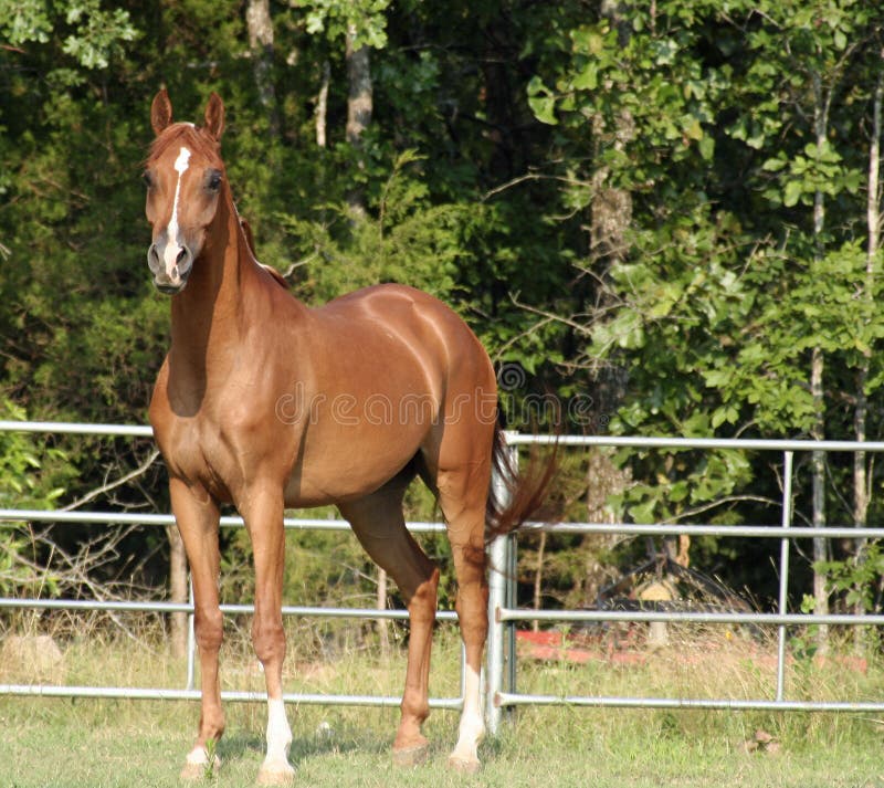 Arabian gelding standing in field. Arabian gelding standing in field