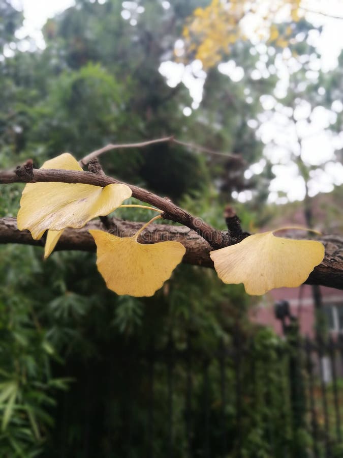 El ginkgo mojado deja la situación en rama y esperar la lluvia siguiente del otoño imagen de archivo El ginkgo mojado deja la situación en rama y esperar la lluvia siguiente del otoño imagen de archivo