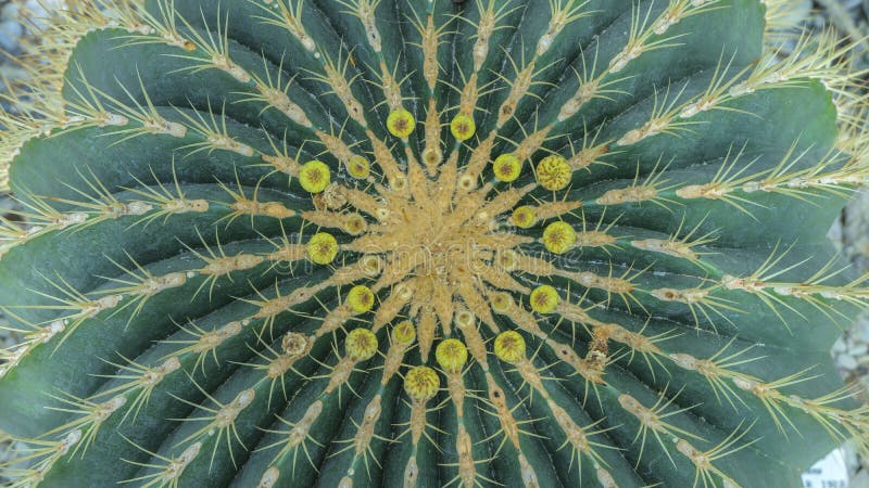 El globo formó el cactus verde con el centro amarillo Jard?n del cactus de la visi?n superior, foco de centro Ci?rrese encima de imagen de archivo El globo formó el cactus verde con el centro amarillo Jard?n del cactus de la visi?n superior, foco de centro Ci?rrese encima de imagen de archivo