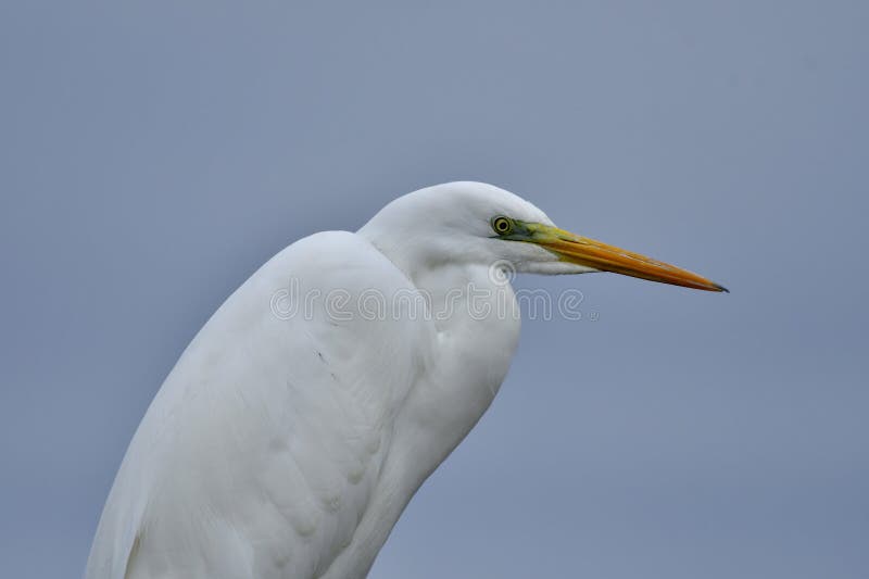 El gran egret ardea alba, también conocido como gran egret blanco común egret grande grande o gran garza blanca, es un gran egret de amplia distribución.