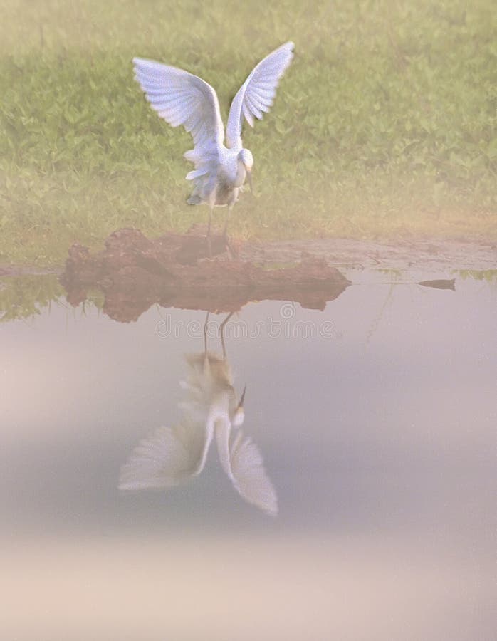 El gran egret mira su reflexión foto de archivo libre de regalías