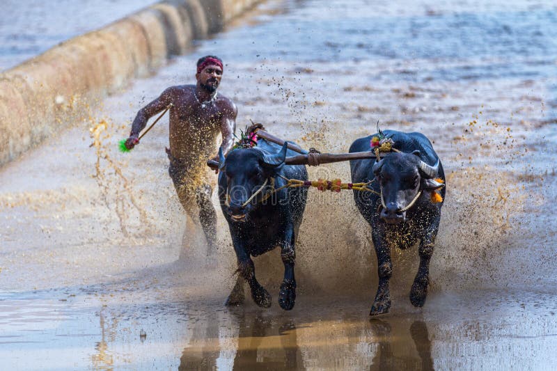 Traditional Kambala was non-competitive, and the pair was run one by one. In modern Kambala, the contest generally takes place between two pairs of buffaloes. Traditional Kambala was non-competitive, and the pair was run one by one. In modern Kambala, the contest generally takes place between two pairs of buffaloes.