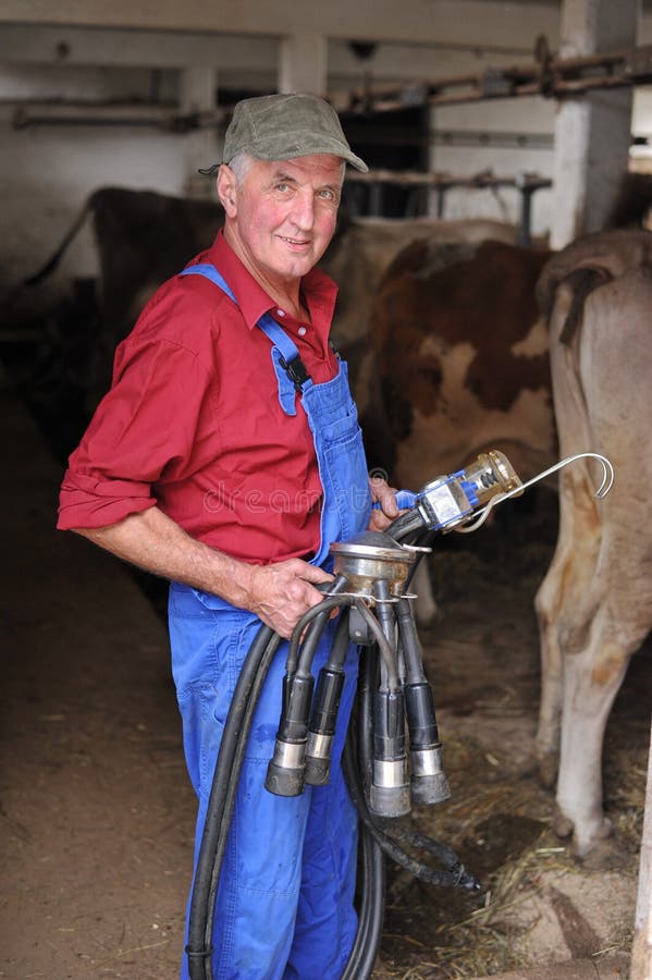 El granjero está trabajando con las vacas lecheras imagenes de archivo El granjero está trabajando con las vacas lecheras imagenes de archivo