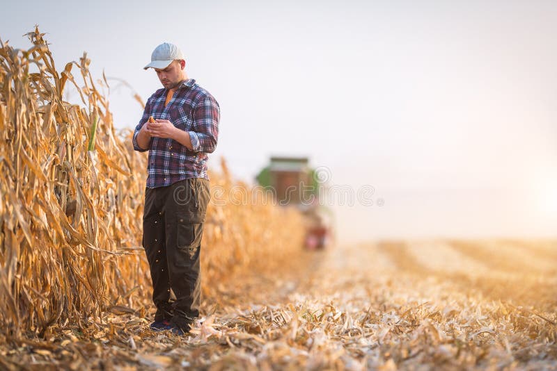 El granjero joven examina la semilla del maíz en campos de maíz