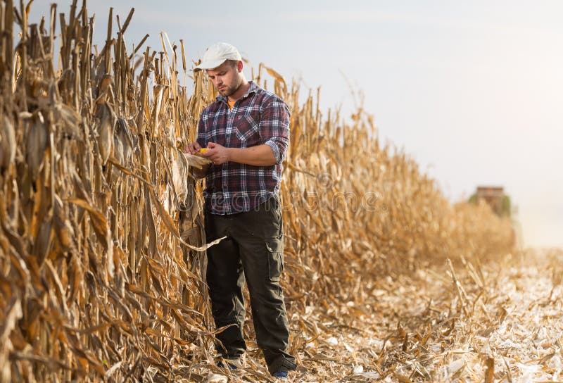 El granjero joven examina maíz en campo de maíz durante cosecha