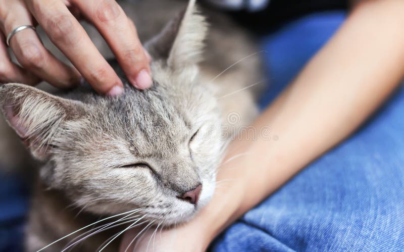 El grisáceo gato manta cerró los ojos mientras que la mujer asiática acariciaba con gentil toque, relajación feliz tiempo imagen de archivo El grisáceo gato manta cerró los ojos mientras que la mujer asiática acariciaba con gentil toque, relajación feliz tiempo imagen de archivo