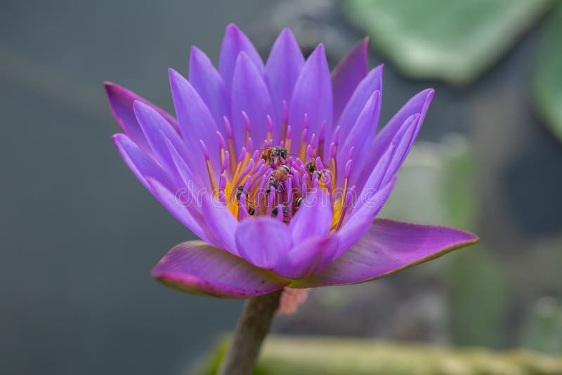 Honey Bee group is working together around the flower to collect pallen on beautiful lotus flower. Honey Bee group is working together around the flower to collect pallen on beautiful lotus flower