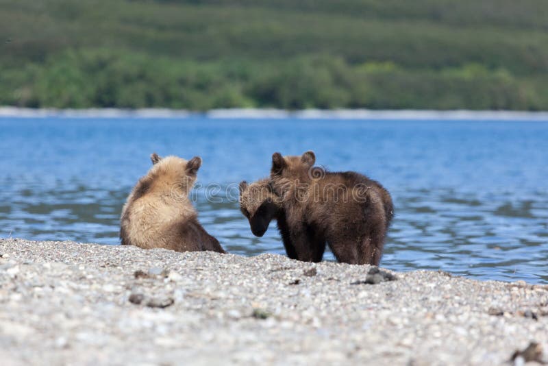 El grupo de pequeños cachorros lindos del grisáceo del oso mira pescados en el lago Kuril fotografía de archivo libre de regalías El grupo de pequeños cachorros lindos del grisáceo del oso mira pescados en el lago Kuril fotografía de archivo libre de regalías