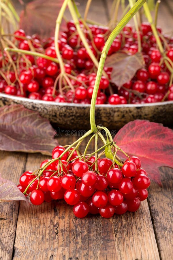 El guelder rojo subió opulus del viburnum de las bayas fotos de archivo El guelder rojo subió opulus del viburnum de las bayas fotos de archivo