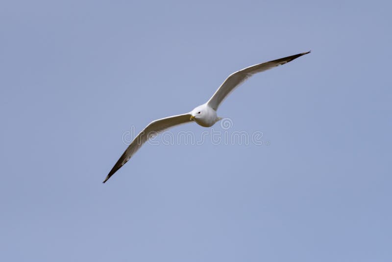 El Gull Común (larus canus) en la isla alemana del amrum (Oomram) en Alemania fotos de archivo El Gull Común (larus canus) en la isla alemana del amrum (Oomram) en Alemania fotos de archivo