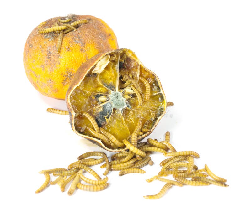 El gusano está saliendo de la naranja putrefacta fotos de archivo