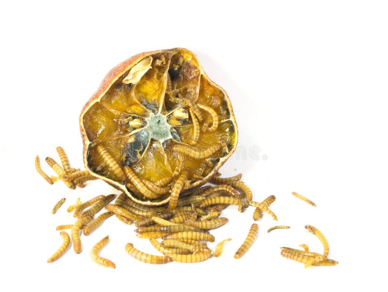 Un gusano está saliendo de una naranja podrida fotos de archivo libres de regalías