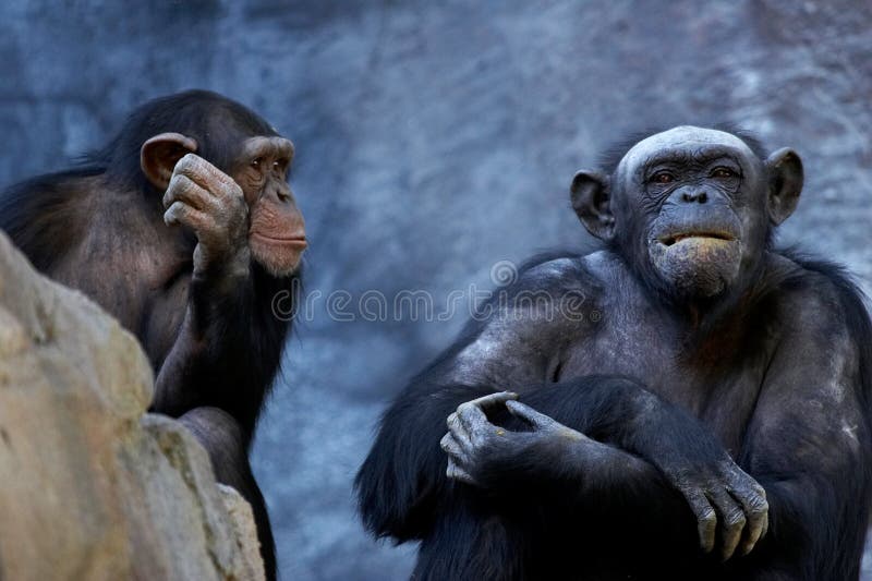 Two adult chimps talking and thinking. Two adult chimps talking and thinking.