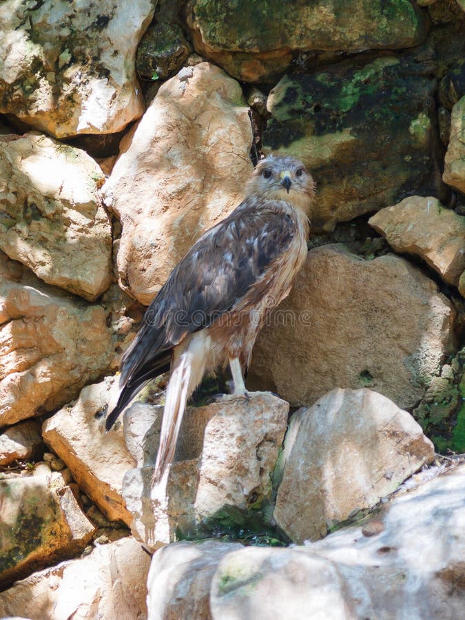 El halcón zanquilargo se está sentando en una roca fotografía de archivo El halcón zanquilargo se está sentando en una roca fotografía de archivo