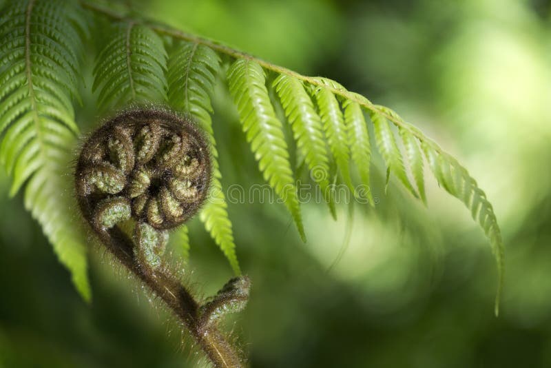 Helecho Koru de Nueva Zelanda fotografía de archivo libre de regalías Helecho Koru de Nueva Zelanda fotografía de archivo libre de regalías