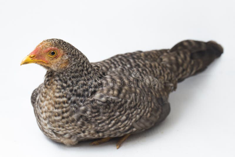 El Hen Ayam Kampong o Ayam Kampung es la raza de pollo reportada desde Indonesia El nombre significa simplemente "pollo de corral" o literalmente "pollo de aldea". aislado sobre fondo blanco