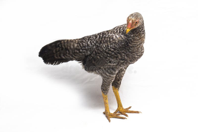 El Hen Ayam Kampong o Ayam Kampung es la raza de pollo reportada desde Indonesia El nombre significa simplemente 'pollo de corral fotos de archivo libres de regalías