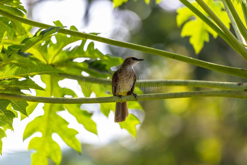 Some of them are marked as sub-species. This species is easily found in bushes and forests of Borneo, Malaysia. Some of them are marked as sub-species. This species is easily found in bushes and forests of Borneo, Malaysia.