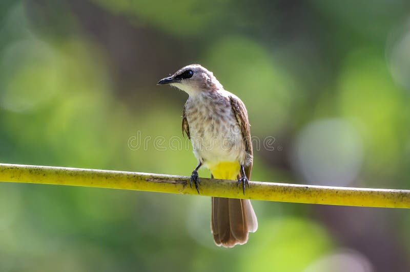 Some of them are marked as sub-species. This species is easily found in bushes and forests of Borneo, Malaysia. Some of them are marked as sub-species. This species is easily found in bushes and forests of Borneo, Malaysia.