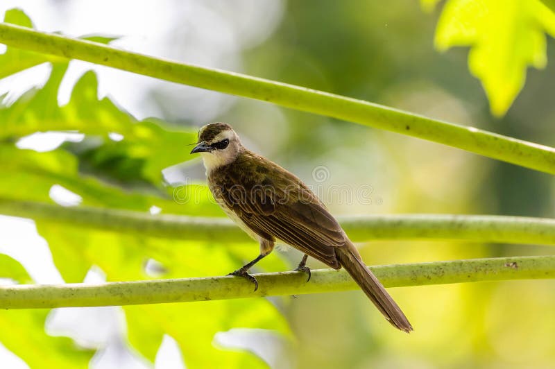 Some of them are marked as sub-species. This species is easily found in bushes and forests of Borneo, Malaysia. Some of them are marked as sub-species. This species is easily found in bushes and forests of Borneo, Malaysia.