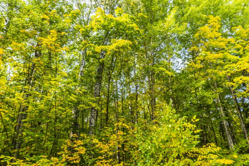 El Hermoso Bosque De Otoño En Septiembre Puede Ser Utilizado Para Tarjetas  De Fondo Fondos De Pantalla En Pc Y Smartphone Foto de archivo - Imagen de  travieso, parque: 224338246