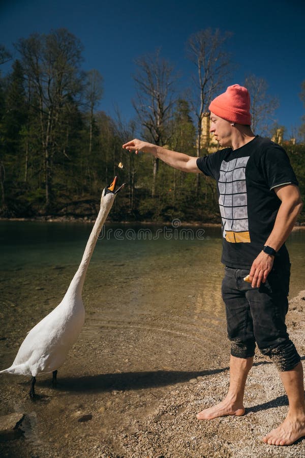 Man feeds a large white swan on the shore. Swan craned his neck and stretches to the stern. Man feeds a large white swan on the shore. Swan craned his neck and stretches to the stern