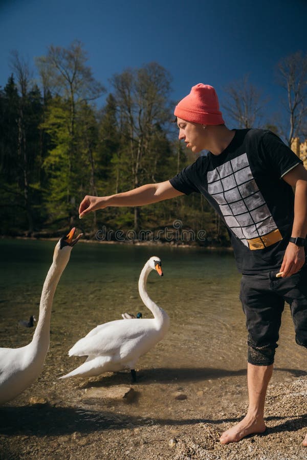 Man feeds a large white swan on the shore. Swan craned his neck and stretches to the stern. Man feeds a large white swan on the shore. Swan craned his neck and stretches to the stern