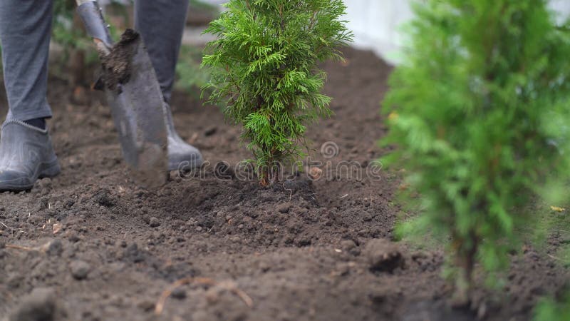 El hombre planta un árbol en su patio