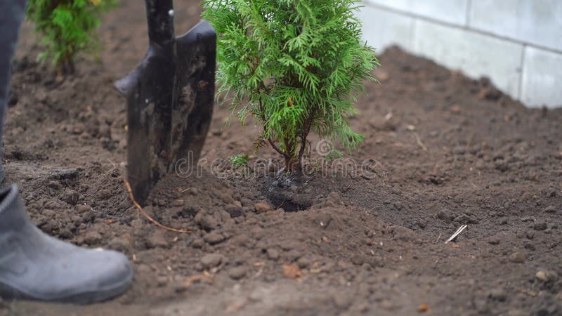 El hombre planta un árbol y lo cubre con tierra