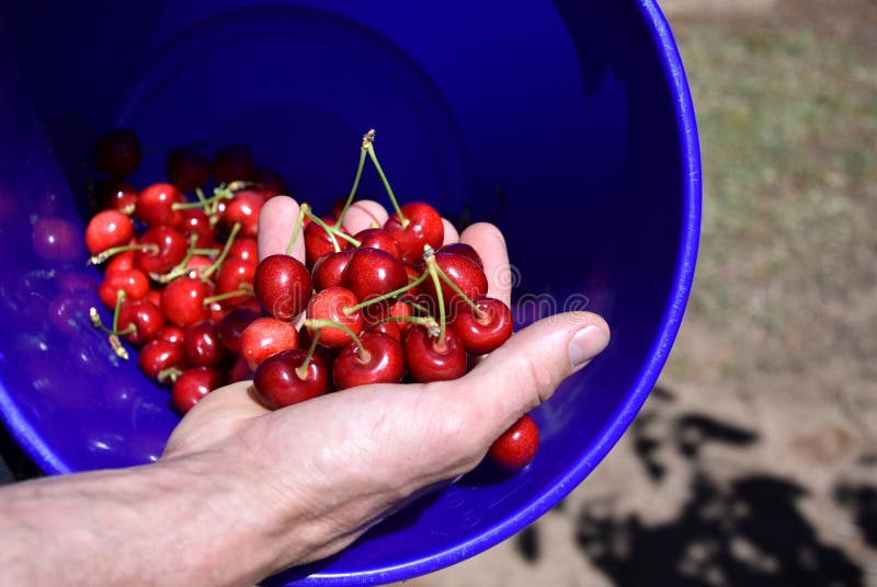 El hombre sostiene puñado de cerezas dulces recientemente escogidas imágenes de archivo libres de regalías El hombre sostiene puñado de cerezas dulces recientemente escogidas imágenes de archivo libres de regalías
