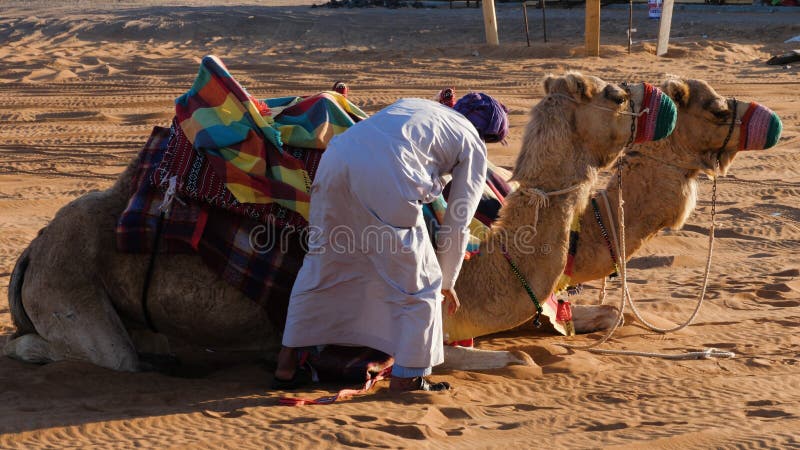 El hombre árabe prepara y ensilla camellos fotografía de archivo El hombre árabe prepara y ensilla camellos fotografía de archivo