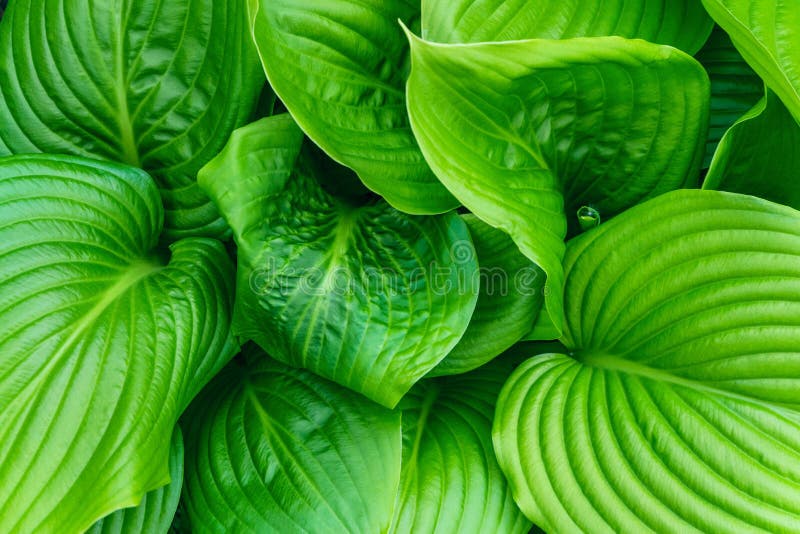 Plantas Da Casa Da Maranta Tropical Cristata Bicolor Foto de Stock - Imagem  de escuro, verde: 249793570