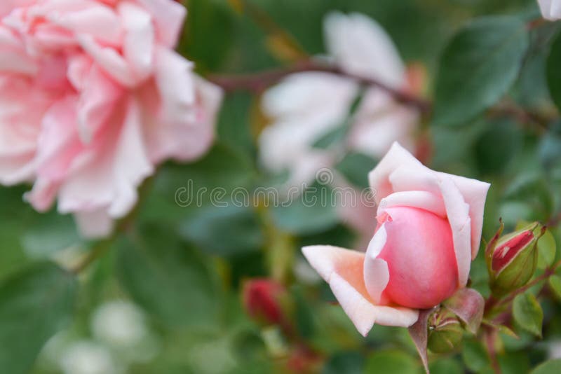 El inglés rosado subió crecimiento de flores en el jardín, tiempo de verano imágenes de archivo libres de regalías El inglés rosado subió crecimiento de flores en el jardín, tiempo de verano imágenes de archivo libres de regalías