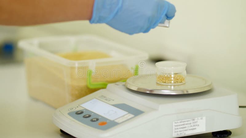 El inspector recoge una muestra en el laboratorio - el mijo pesa en el equilibrio