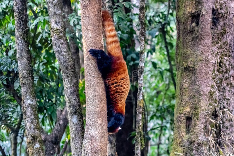El intentar escapar una panda roja Una criatura hermosa en tierra foto de archivo El intentar escapar una panda roja Una criatura hermosa en tierra foto de archivo