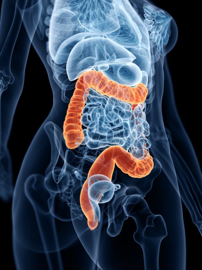 3d rendered medically accurate illustration of a womans large intestine. 3d rendered medically accurate illustration of a womans large intestine