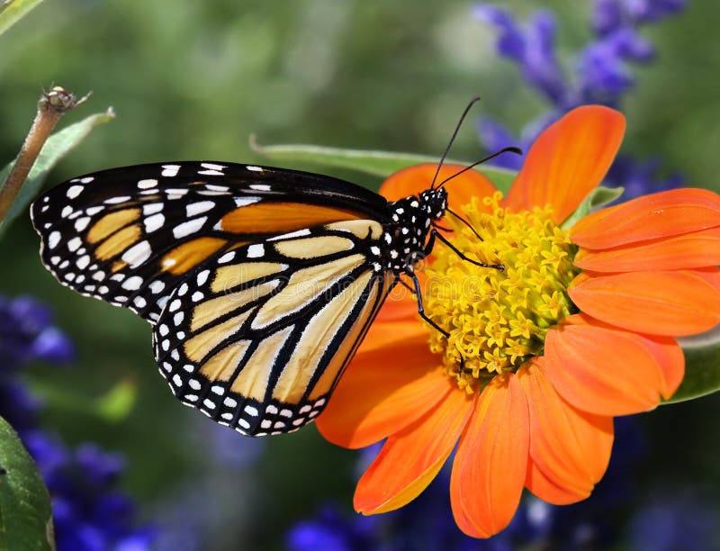 El introducir de la mariposa de monarca del perfil