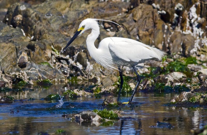 Gaviota común alimentándose fotografía de archivo