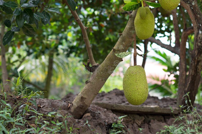 El Jackfruit vietnamita también llamó el árbol de enchufe es una fruta árbol-llevada típica de Vietnam, Asia fotografía de archivo libre de regalías El Jackfruit vietnamita también llamó el árbol de enchufe es una fruta árbol-llevada típica de Vietnam, Asia fotografía de archivo libre de regalías