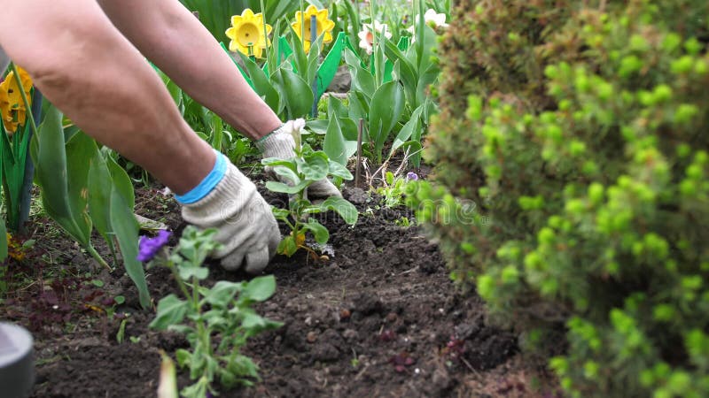 El jardinero se encarga de la plantación de agua de invernadero