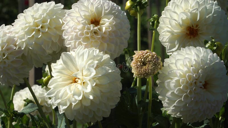 El jardín dahlia florece pétalos blancos en una vista zoomática metrajes