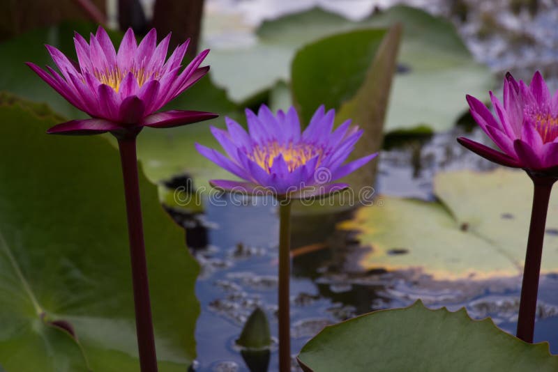 El jardín de Lotus en el color azul brillante del loto hace el atmosph imagen de archivo