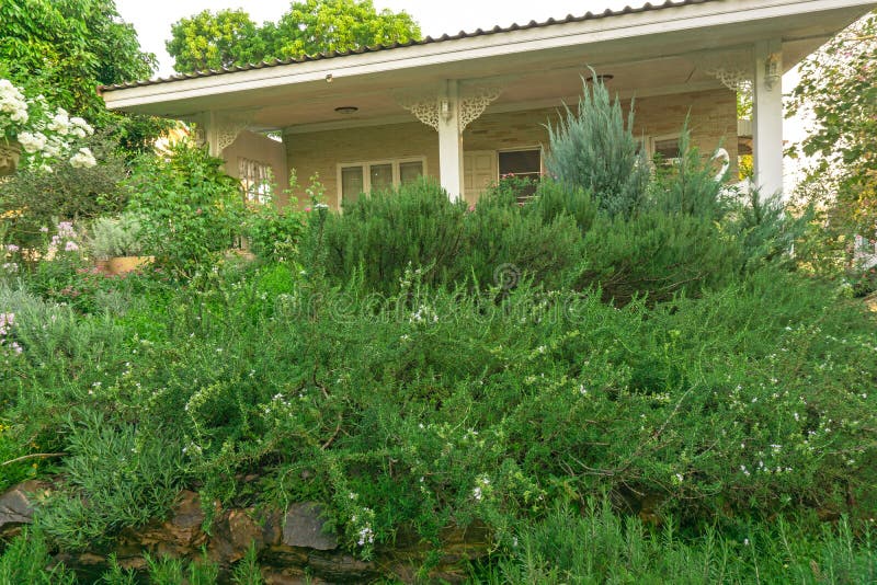 El jardín inglés de la cabaña en patio trasero de una casa, paisaje infomal adorna con las rosas, hierba del romero, lavanda, imagen de archivo El jardín inglés de la cabaña en patio trasero de una casa, paisaje infomal adorna con las rosas, hierba del romero, lavanda, imagen de archivo