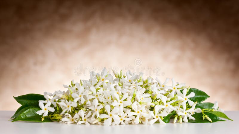 El jazmín florece en el vector blanco y el fondo beige imágenes de archivo libres de regalías El jazmín florece en el vector blanco y el fondo beige imágenes de archivo libres de regalías